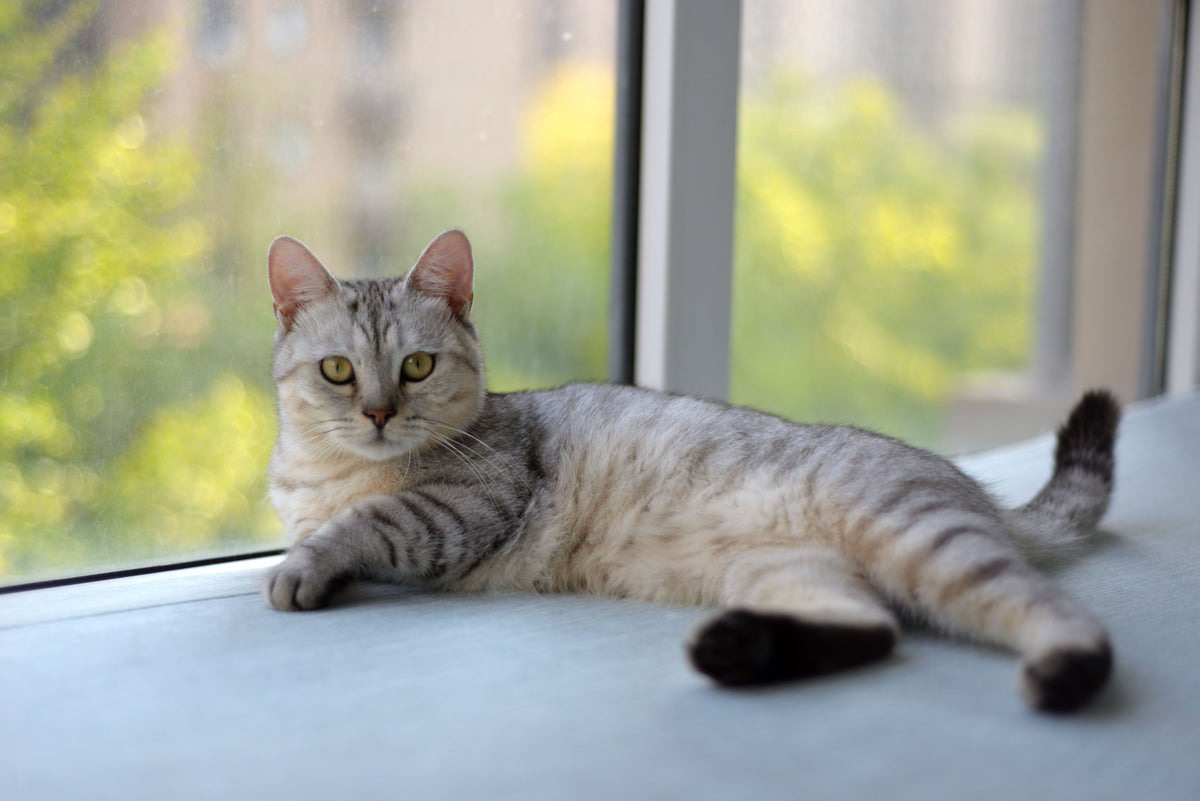 Cat resting by a bright window