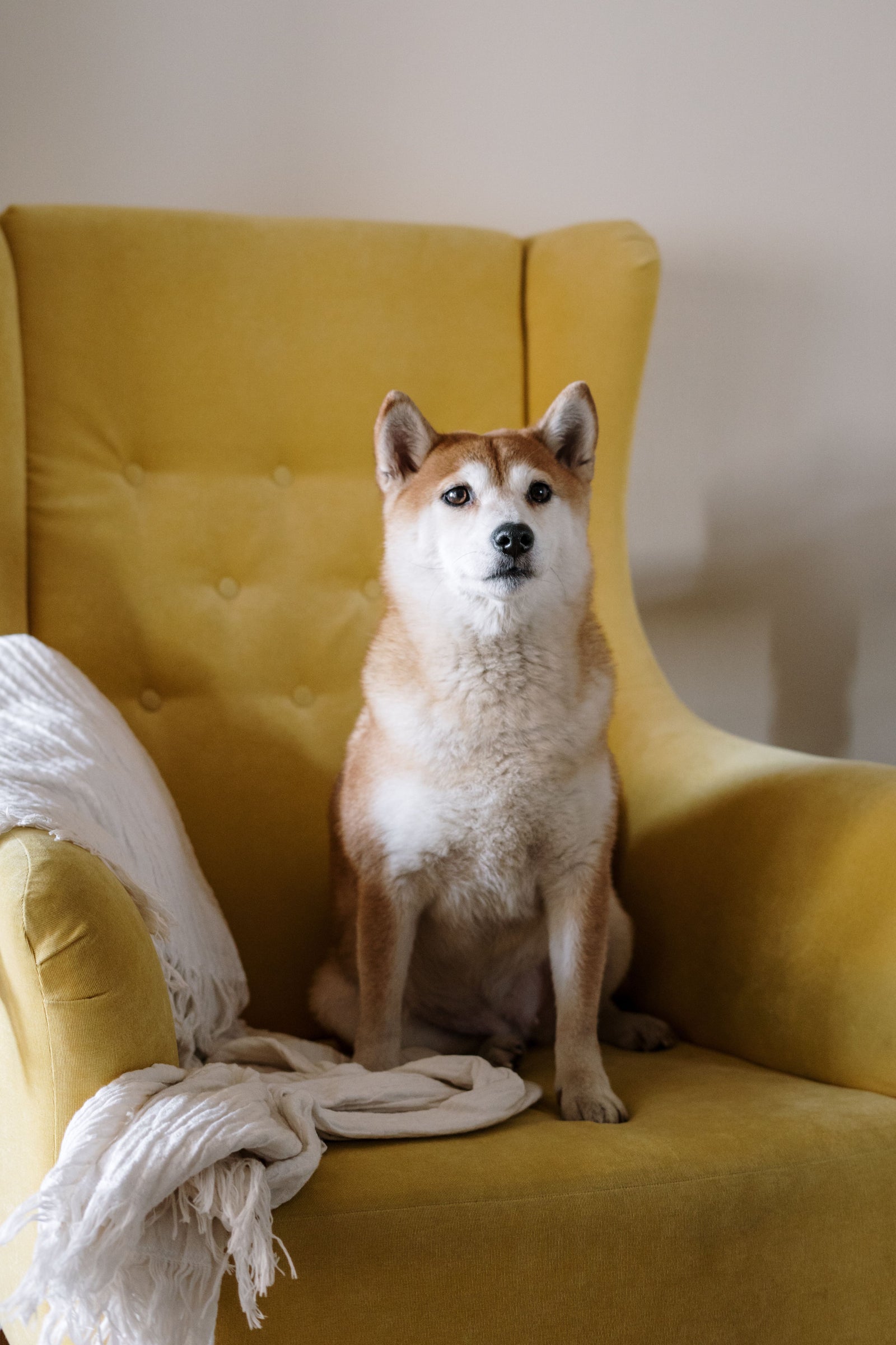 Dog relaxing in a warm modern home