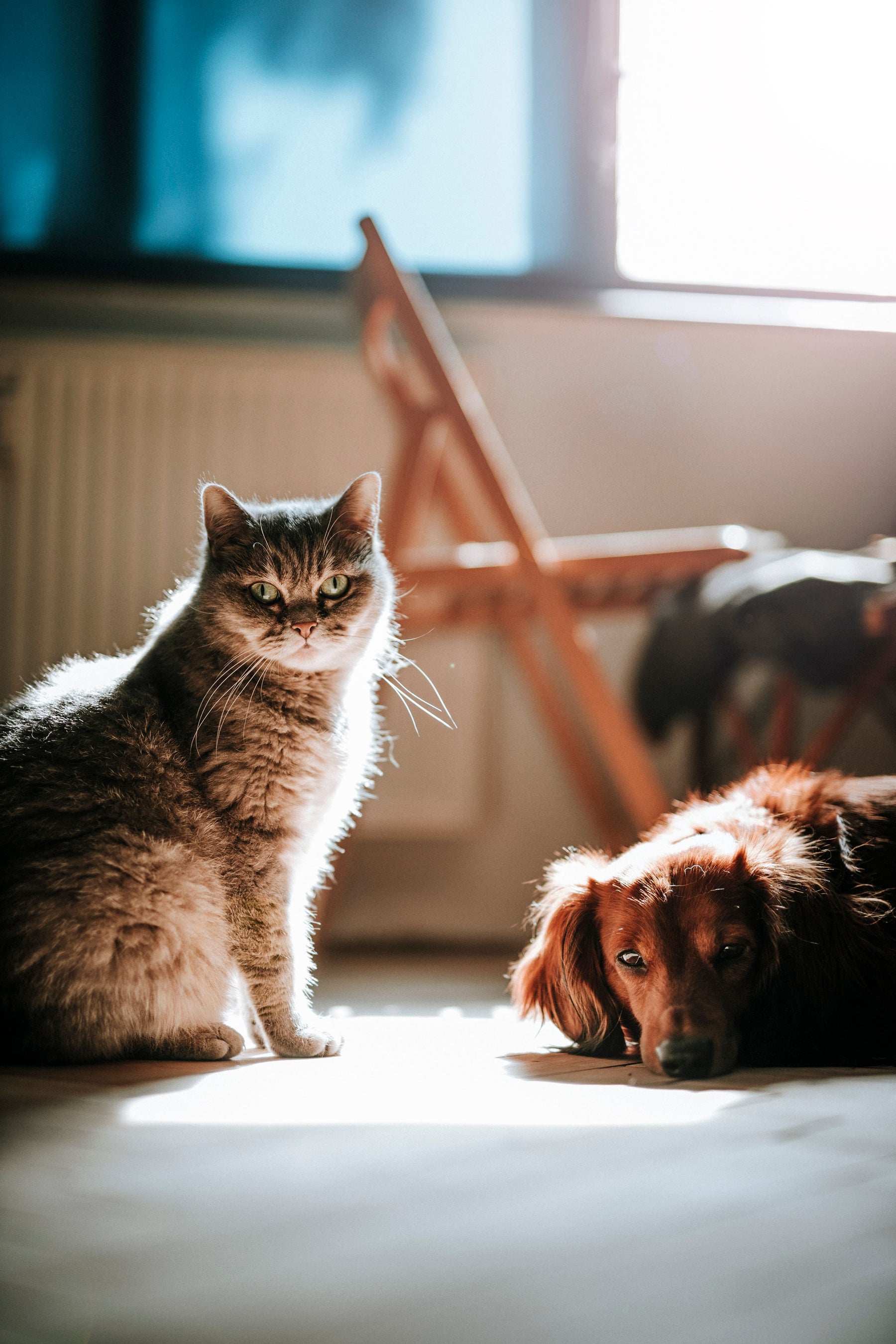 Cat and dog relaxing together in warm natural light