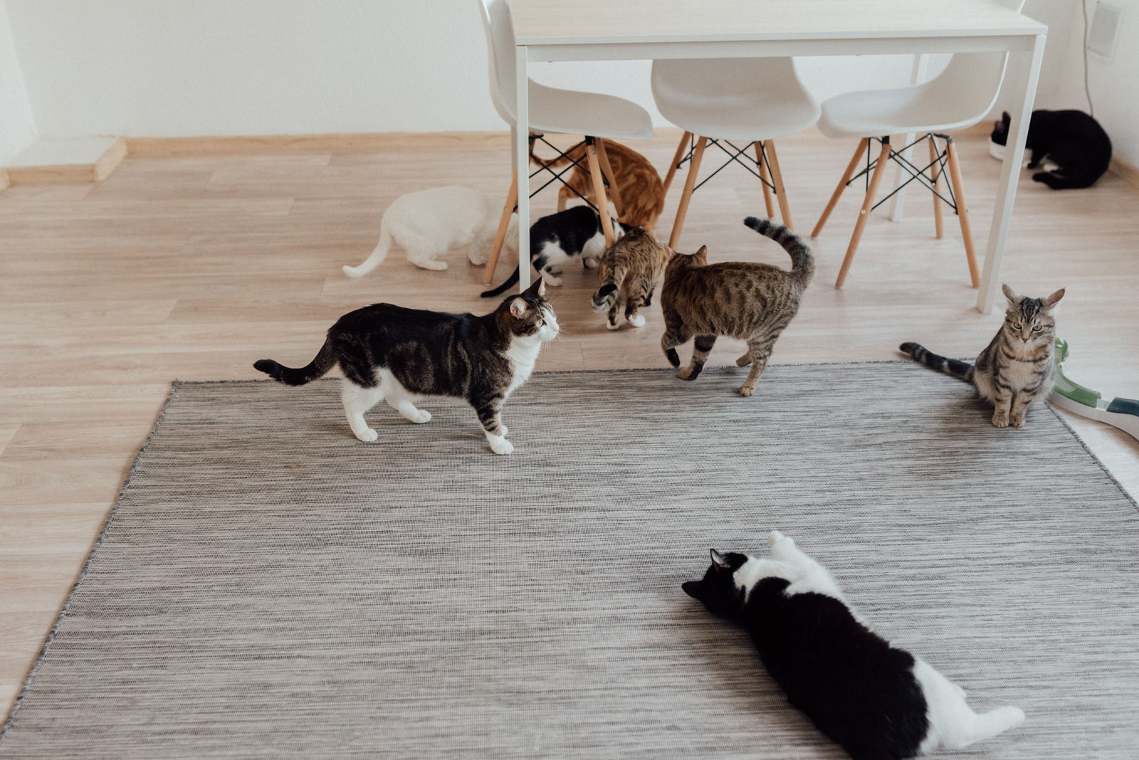 Cats in a bright minimalist home